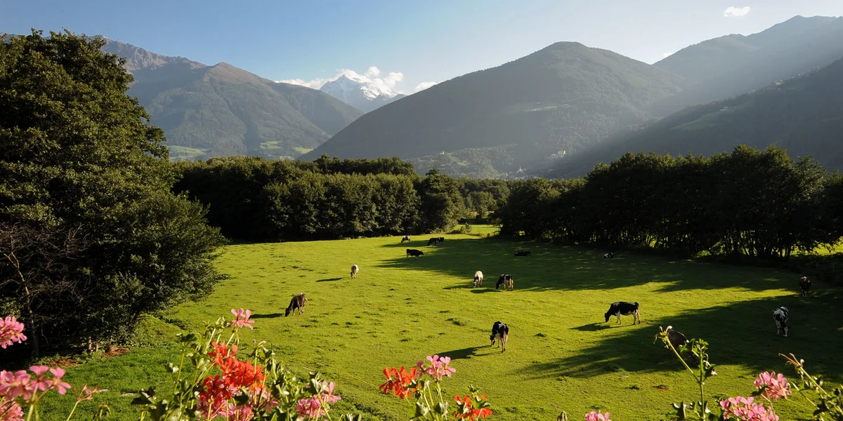 ausblick-ortler